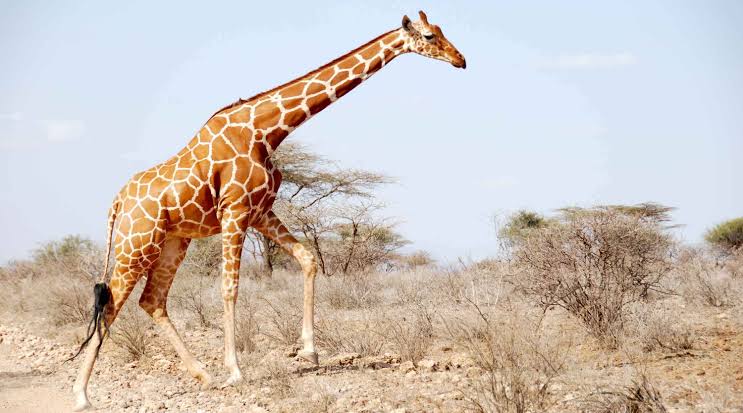 Somalia country image
