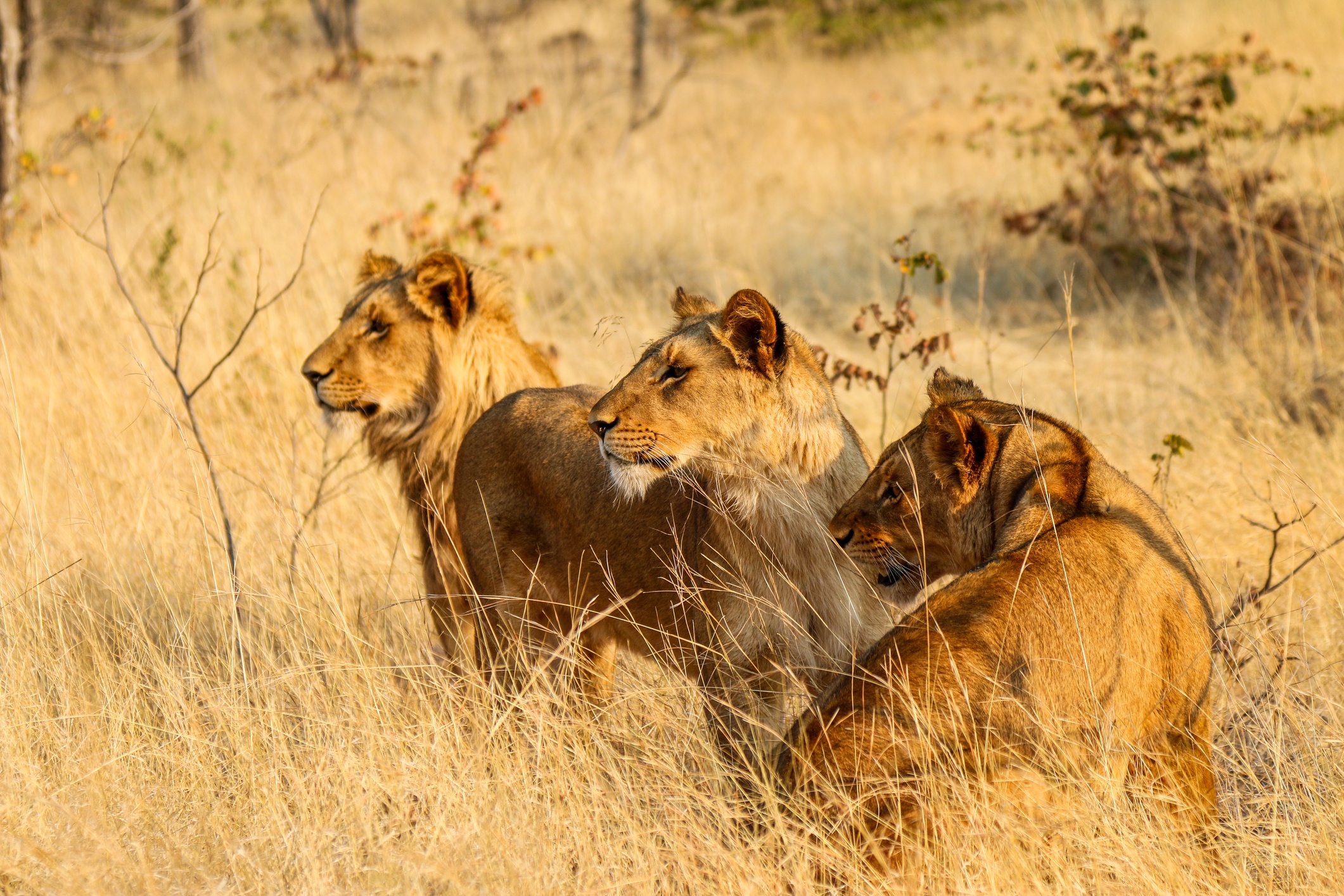 Zambia country image
